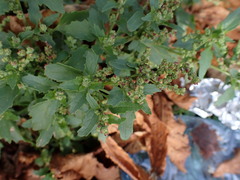 Oxybasis glauca