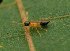Crematogaster emeryi