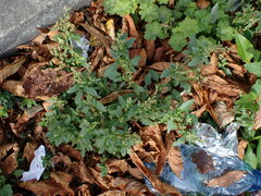 Oxybasis glauca