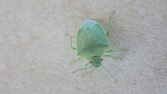 Acrosternum millierei