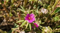 Portulaca pilosa