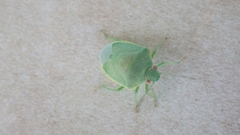 Acrosternum millierei