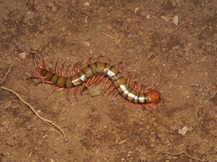 Scolopendra