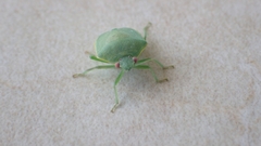 Acrosternum millierei