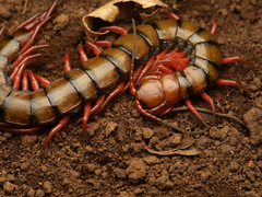 Scolopendra