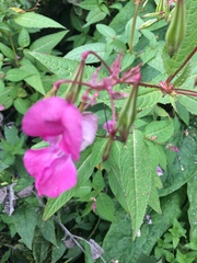 Impatiens glandulifera