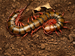 Scolopendra