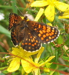 Melitaea diamina