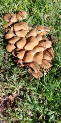 Armillaria ostoyae