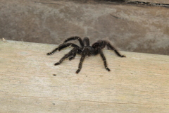 Avicularia