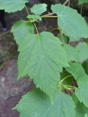 Acer spicatum