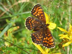 Melitaea diamina