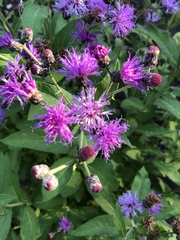 Vernonia