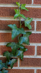 Hedera helix