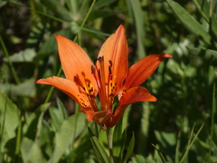 Lilium philadelphicum