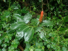 Costus