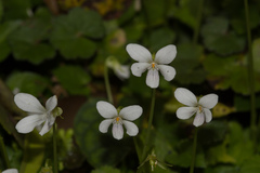Viola adenothrix