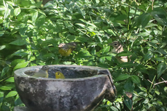 Vireo gilvus