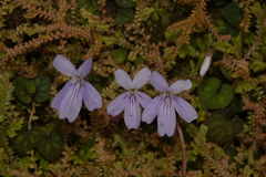 Viola formosana