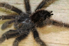 Avicularia