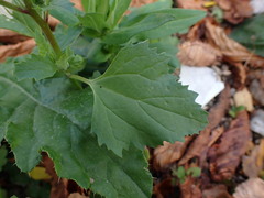 Chenopodiastrum murale