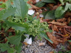 Chenopodiastrum murale