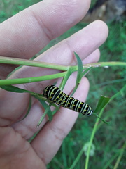 Papilio polyxenes