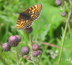 Melitaea diamina