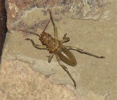 Spalacomimus magnus