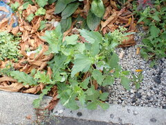 Chenopodiastrum murale
