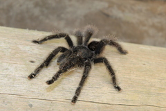Avicularia