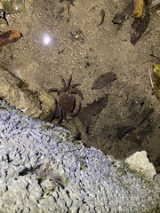 Longpotamon anyuanense