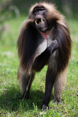 Theropithecus gelada