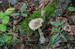 Amanita intermedia