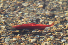Oncorhynchus nerka