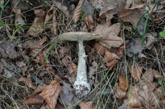 Amanita intermedia