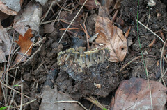Craterellus pusillus