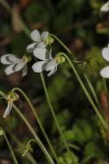 Viola adenothrix