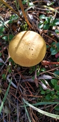 Suillus tomentosus
