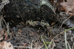 Craterellus pusillus