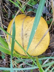 Suillus tomentosus