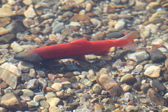 Oncorhynchus nerka