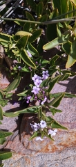 Teedia lucida