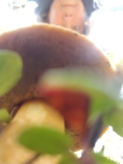 Suillus tomentosus