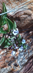 Teedia lucida
