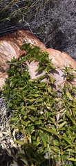 Teedia lucida