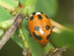 Hippodamia parenthesis