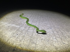 Trimeresurus stejnegeri