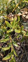 Teedia lucida