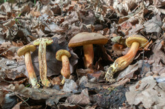 Hortiboletus engelii